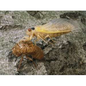  A Brood X, 17 Year Cicada Emerges from its Nymphal 