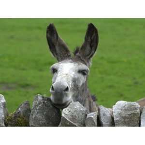 For the First Time Ever 3 Sicilian Minature Donkeys Have Been Born in 