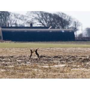  Brown Hares, Pair of Brown Hares Boxing Close to Farm 