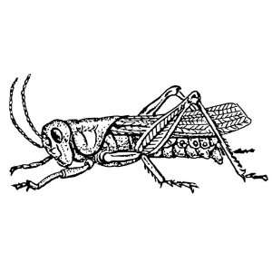   inch x 4 inch Gloss Stickers Line Drawing Grasshopper