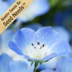  300 Seeds, Baby Blue Eyes (Nemophila menziesii) Seeds By 