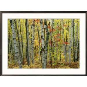 An Autumn View of a Birch Forest in Michigans Upper Peninsula National 