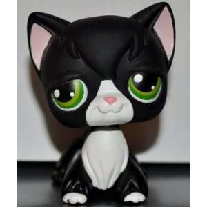  Kitten Longhair #55 (Black, Green Eyes, White Nose & Chest 