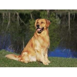  Domestic Dog Sitting Portrait, Golden Retriever, (Canis 