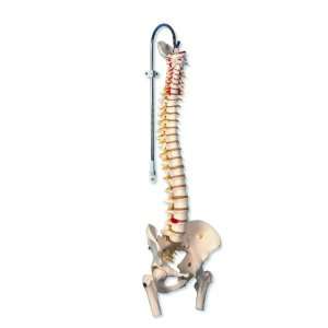 3B Scientific A59/2 Lifetime Flexible Spine Model with Femur Heads, 32 