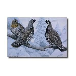  Pair Of Spruce Grouse And A Franklins Grouse Giclee Print 
