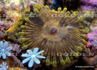 Live Coral   2 Heads Exotic Yellow Green Scarface Morph Zoanthid Polyp