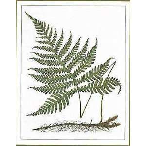  Woodland Fern (B) by unknown. Size 15.00 X 19.00 Art 