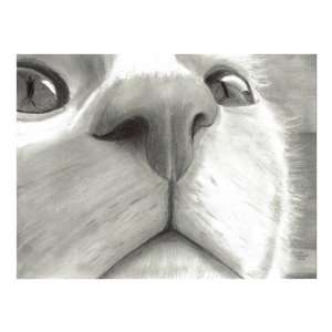  Cute Nosy Cat Drawing   Close Up Curiousity Giclee Poster 