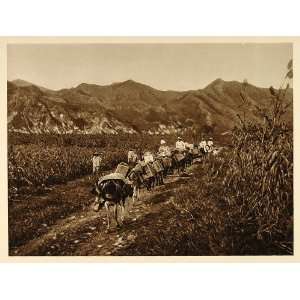  1926 Donkeys Wu tai shan Shansi Shanxi Shan hsi China 