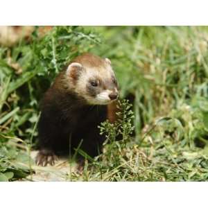  European Polecat in Low Vegetation, Sussex, UK Stretched 