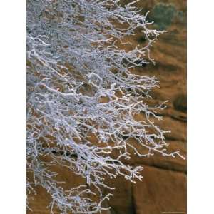  Frosted Bush against a Red Sandstone Wall Premium 