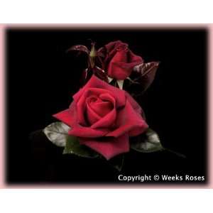  Lasting Love (Rosa Hybrid Tea)   Bare Root Rose Patio 