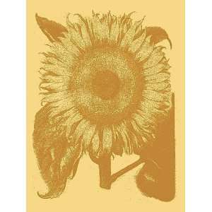  Sunflower 19   Poster (30 x 40)