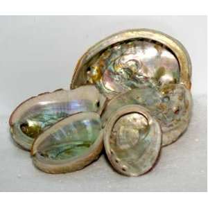  Abalone Shell Incense Burner Small 