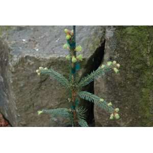  Picea Abies Wingles Pendula   Weeping Norway Spruce Tree 