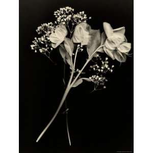 Wilted White Rose and Babys Breath in Black and White Photographic 