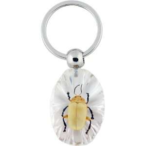  Amber / Clear Acrylic with Embedded Real Insect Key Ring 