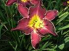 daylilies, Dogwood Springs items in Daylily 