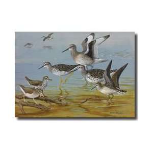   Sandpipers A Willet And Yellowlegs Giclee Print