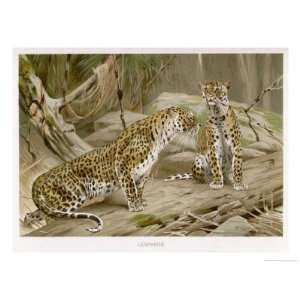   the Wild Giclee Poster Print by Wilhelm Kuhnert, 18x24