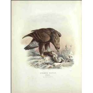  Reprint Golden Eagle 1881