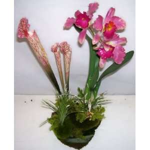  16 Tropical Orchid Arrangement (#3)