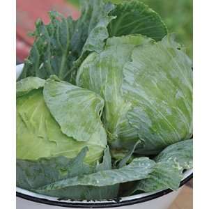  Cabbage, Charleston Wakefield 1 Pkt.(200 Seeds) Patio 