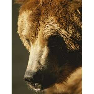  A Close View of the Face of a Grizzly Bear National 