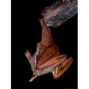  An African Yellow Winged Bat Hangs and Feeds Under a Building 