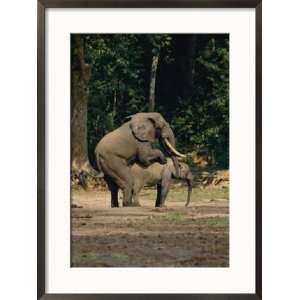  Two African Forest Elephants Mating Framed Photographic 