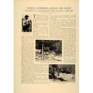 1906 Article Raising Fur Bearing Foxes Pelts Hides Agriculture Pets 