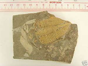 Fossil Golden Trilobite   60 mm (Coronocephalus jastrowi)  