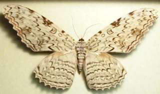 also known as the white witch moth this moth has