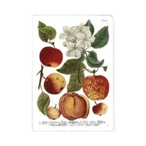 Weinmann Fruits I by Weimann 10x14 Grocery & Gourmet Food