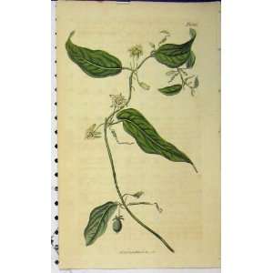   1818 Hand Coloured Flower Print Curtis N.1983 Walworth