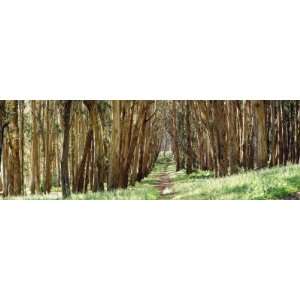  Walkway Passing Through a Forest, the Presidio, San 