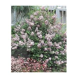  Lilac Korean SEE Patio, Lawn & Garden