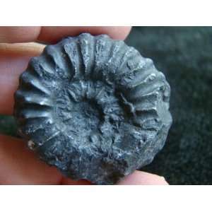  S8305 Black Ammonite Fossil Double Sided Healing 