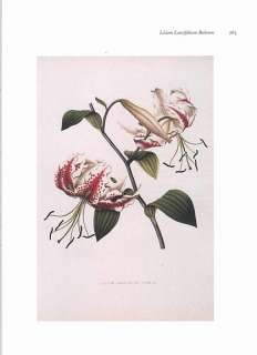 Joseph Prestele botanical print Lily LILIUM LANCIFOLIUM RUBRUM  