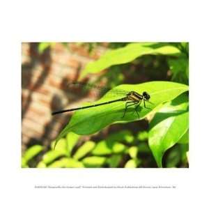  Dragonfly On Green Leaf 10.00 x 8.00 Poster Print
