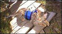 Cat Walking Jacket Harness for Leash Training Kitty  