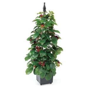 Pack of 2 Farm Fresh Potted Artificial Silk Raspberry Plant Topiaries 
