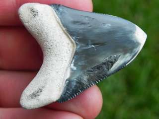 Polished Bone Valley Megalodon Tooth FANTASTIC DESIGN  