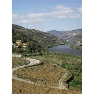 Vineyards of Quinta Do Mourao, Near Regua, Portugal Photographic 