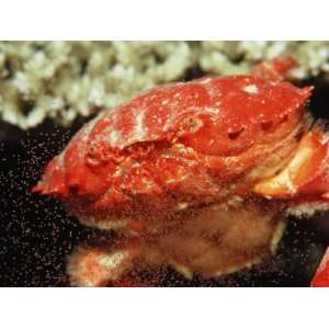 Crab Releasing Eggs (Etisus Splendidus), Sudan, Africa, Red Sea Animal 