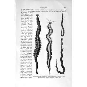  NATURAL HISTORY 1896 ANNELIDS WORMS ARENIA FRAGILIS