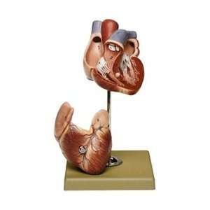 Part Anatomical Heart Model, Somso Modelle  Industrial 