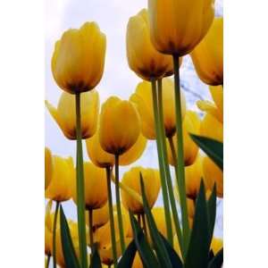  Tulip Golden Apeldoorn   100 per Box Patio, Lawn & Garden