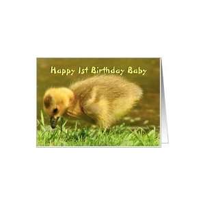  Birthday / Babys 1st / Gosling Chick Card Toys & Games